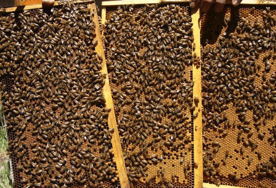 Пчелопакеты бакфаст купить на 2024. Пчелопакеты Карника Бакфаст. Пчелопакеты,пчелосемьи Карника. Матка Карника, Карпатка ,Бакфаст. Пчелопакеты рута.