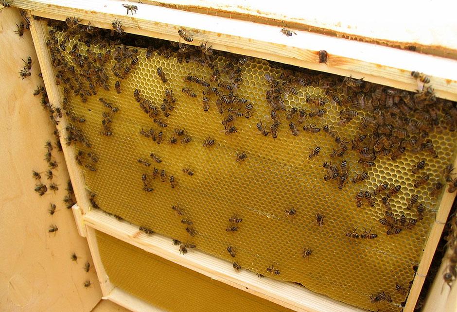 Купить пчел на озоне. Пчелы, пчелопакеты, Дадан. Вощина Дадан. Пчелопакеты Бакфаст. Что такое Дадан для пчел.