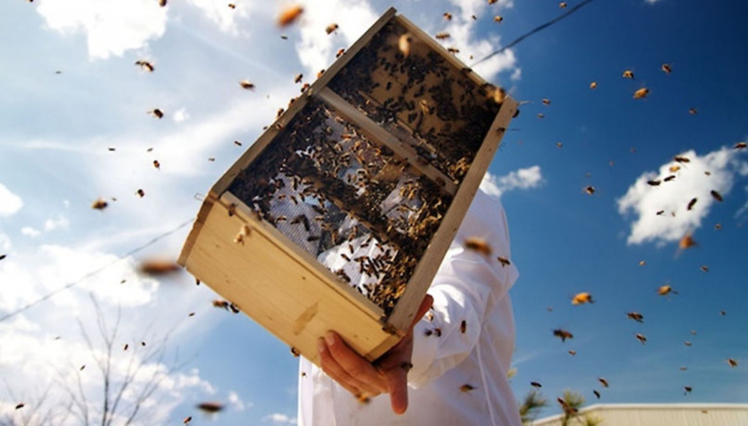 Размышления на тему пакетного пчеловодства